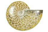 Polished Ammonite (Cleoniceras) Fossil - Madagascar #365061-1